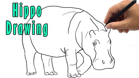 How to Draw a Hippo Drawing | Easy Hippopotamus Outline Step by Step ...