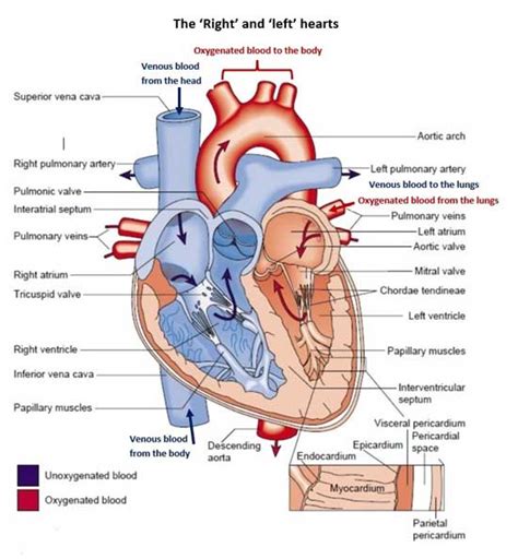 Cardiology