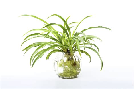 Growing A Spider Plant In Water - Leaving Rooted Spider Plants In Water ...