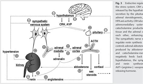 New Mechanisms to Control Aldosterone Synthesis | Semantic Scholar