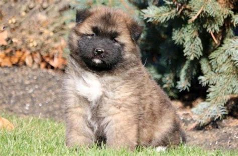 Akita Mix Puppies for Sale - Keystone Puppies