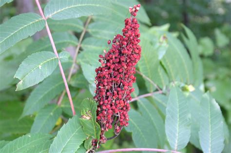 Ditch the Itch! Beware of Poison Ivy, Oak and Sumac – Physician’s ...