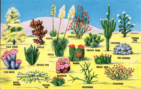 Desert Plants | Introduction and Examples