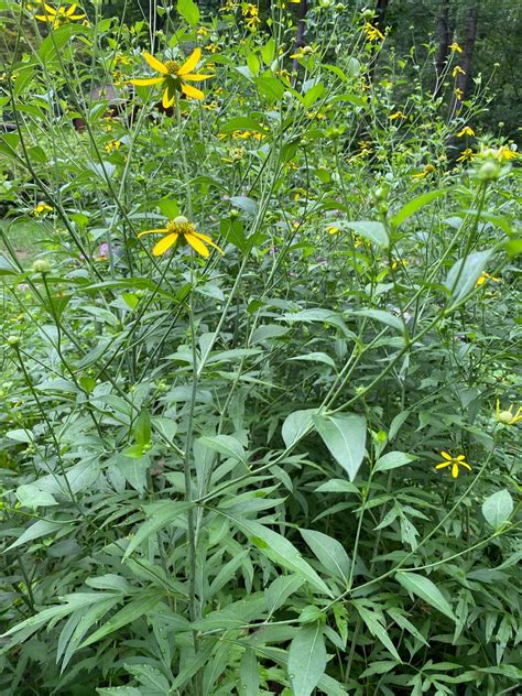 Rudbeckia laciniata (Cutleaf Coneflower, Green-Head Coneflower, Green ...