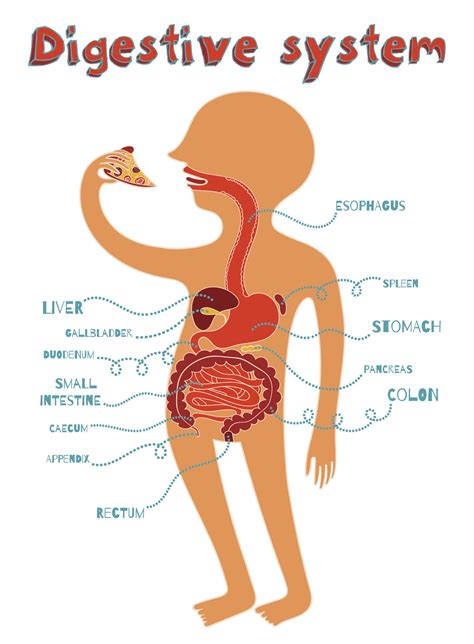 Digestive System Facts for Kids - Bodytomy