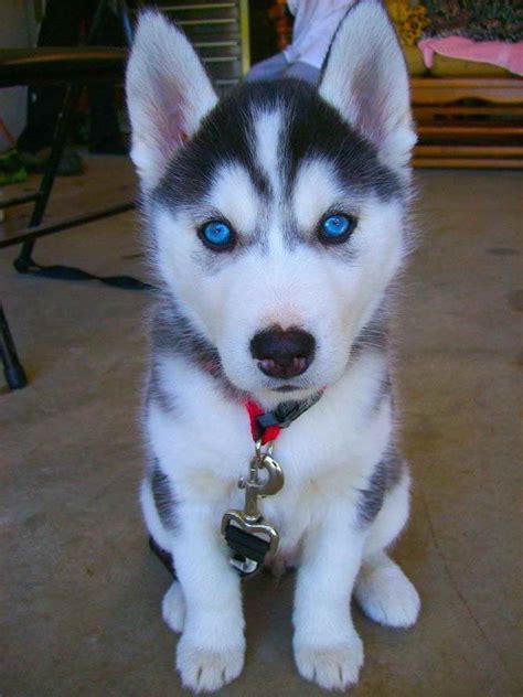 Husky Puppy With Blue Eyes | PETSIDI