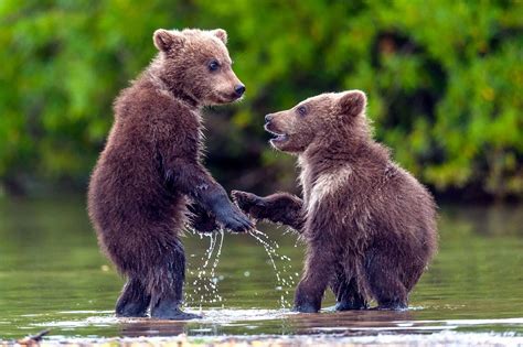 Adorable bear cubs shaking hands - Irish Mirror Online