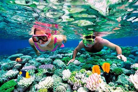 Tripadvisor | Snorkeling at the Grand Turk Wall | Turks and Caicos