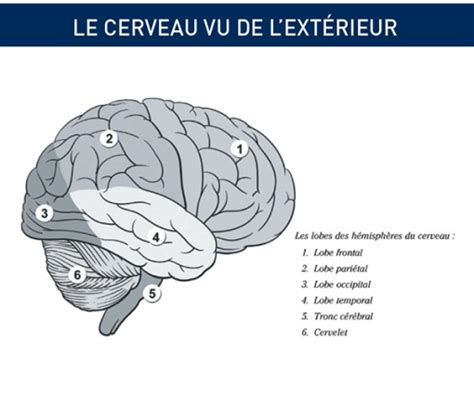 Comment le cerveau humain perçoit-il la musique ? – la musique et émotions