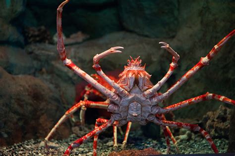 Japanese Spider Crab Diet - michaeljacksonopowiadania