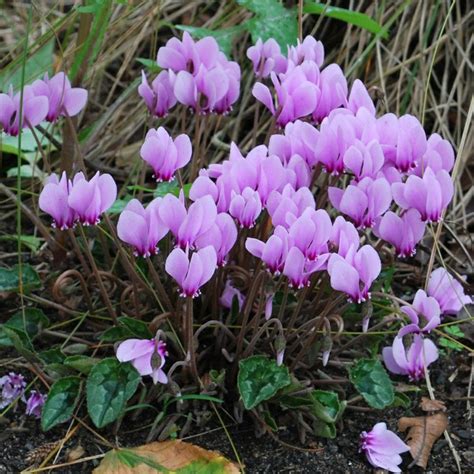 Bulbs Cyclamen Hederifolium — Flors Catalunya