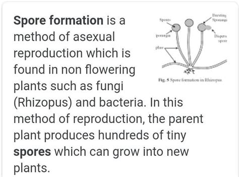 EXPLAIN SPORE FORMATION. - Brainly.in