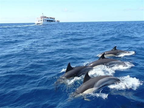 Whale Watching Mirissa Sri Lanka – SouthernSrilanka