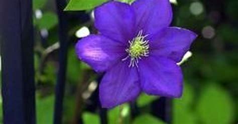 How to prune clematis -- know your Groups 1, 2 and 3