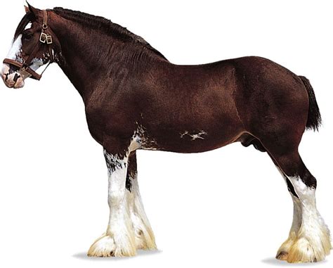 Clydesdale | Draft Horses, Heavy Horses, Shire Horses | Britannica