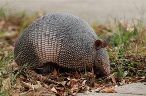 Armadillo | The Biggest Animals Kingdom