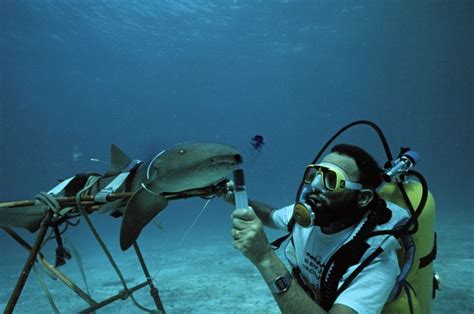 Marine Biologist Job Description: Salary, Skills, & More | Marine ...