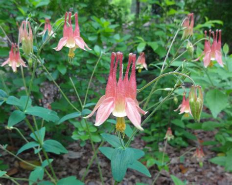 Red Columbine May 2020 Wildflower of the Month - John Clayton