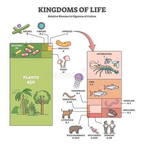 Kingdoms of life as labeled biological nature classification outline ...