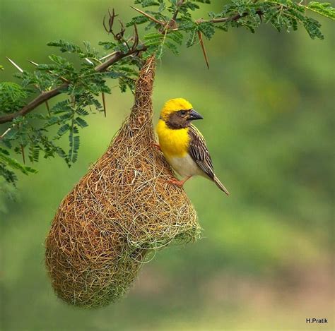 Baya Weaver (Ploceus philippinus) on its nest. In India by H. Pratik ...