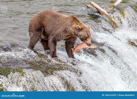 Grizzly Bear Catches Salmon at Brooks Falls in Katmai, AK Stock Image ...