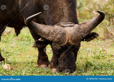 Close Up of the Horns of a African Buffalo Stock Photo - Image of grass ...