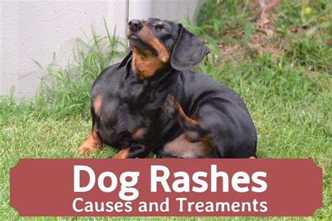 Dog Skin Rashes: Symptoms, Causes, and Cures - PetHelpful