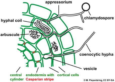 Glomeromycota Life Cycle