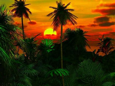 Jungle sunset | Things for My Wall | Pinterest | Sunset