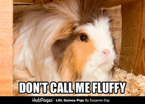 Funny Guinea Pig Photos & Cavy Memes - LOL Guinea Pigs (lolguineapigs ...