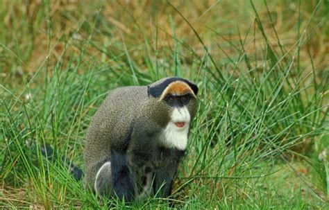 14 De Brazza’s Monkey Facts - Fact Animal