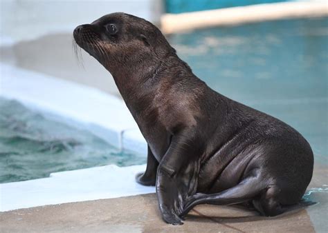 Video and photos: California sea lion pup born at Brookfield Zoo | WGN ...