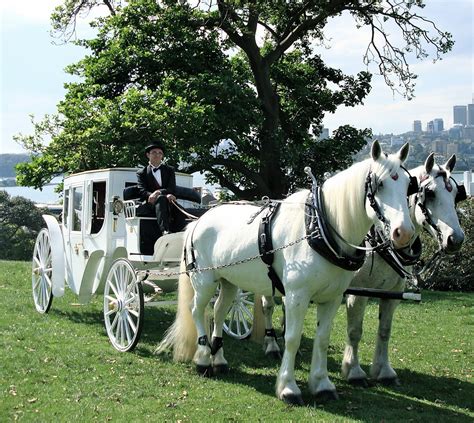 Wedding Horse Drawn Carriage | ubicaciondepersonas.cdmx.gob.mx