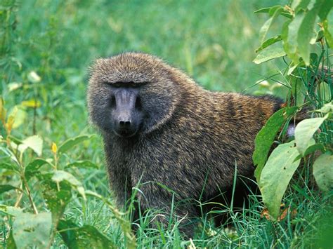 Baboon Amazing Animal Like Human | The Wildlife