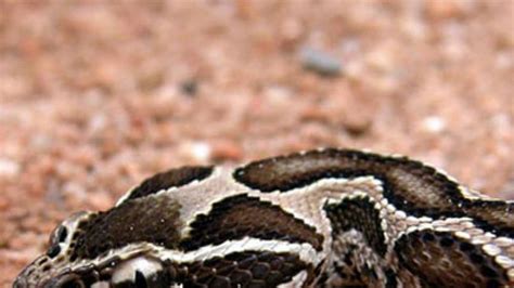 Indian scientists find clue to Alzheimer's cure in Russell's viper venom