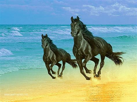 Black Horses Wallpapers - Entertainment Only