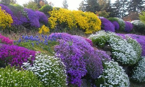 10 Best Rockery Plants