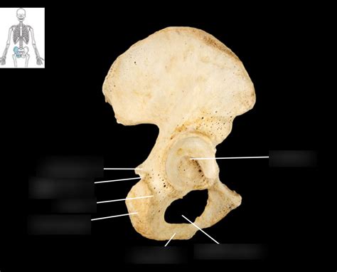 ischium bones Diagram | Quizlet