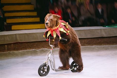 Över en miljon EU-medborgare vill förbjuda vilda djur på cirkus ...