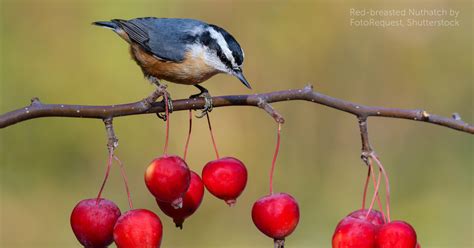 Red-breasted Nuthatch - American Bird Conservancy