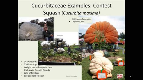 Cucurbitaceae - YouTube