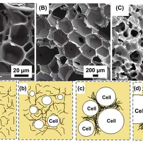 Cellular structure of polymer foams: A closed-cell foam. Reprinted with ...