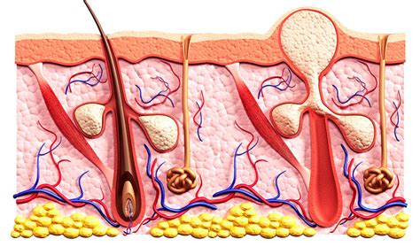 Boils | healthdirect