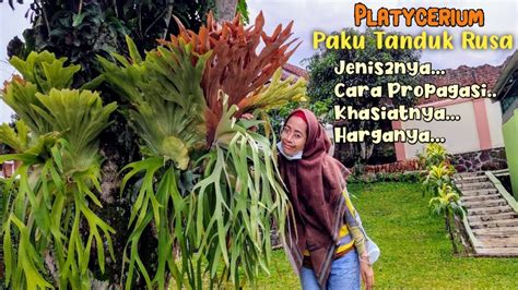 Paku Tanduk Rusa banyak jenisnya - Platycerium Bifurcatum - harga ...