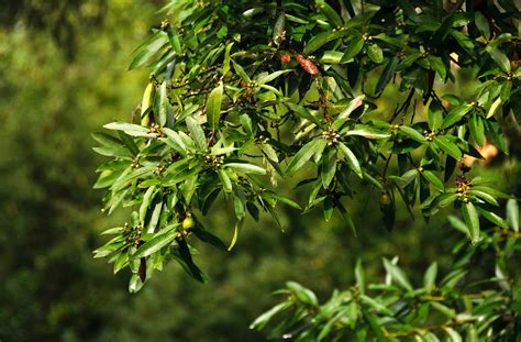 California Bay Laurel | native nut trees for sale | Native Foods Nursery