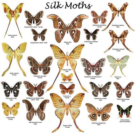 the different types of moths are shown in this image, and there is also ...