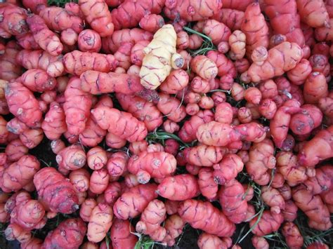 Oca 2 tubers (oxalis tuberosa) RARE exciting root vegetable