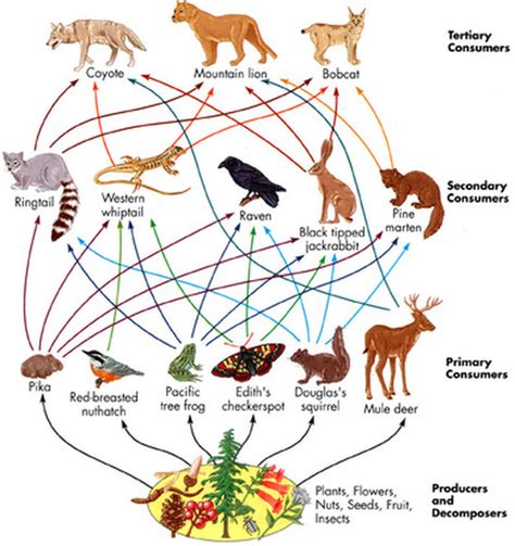 Food Web - Temperate Deciduous Forest