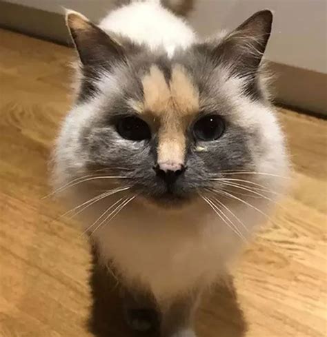 This Shelter Cat Is Going Viral For Her Unique Face Markings