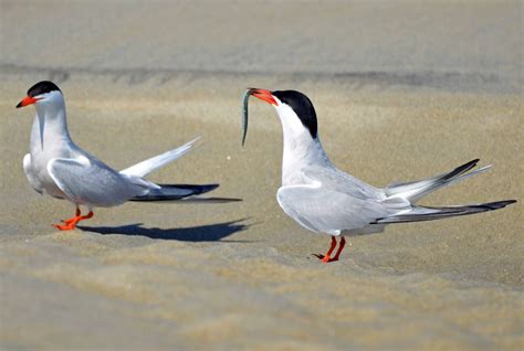 Common Tern - Big Year Birding